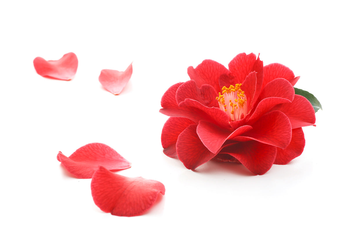 The Benefits of Camellia Seed Oil